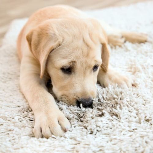 Pet Odor Stain Removal Services River View CA